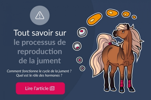 Conseil: Galop 1.  Les vétérinaires en herbe